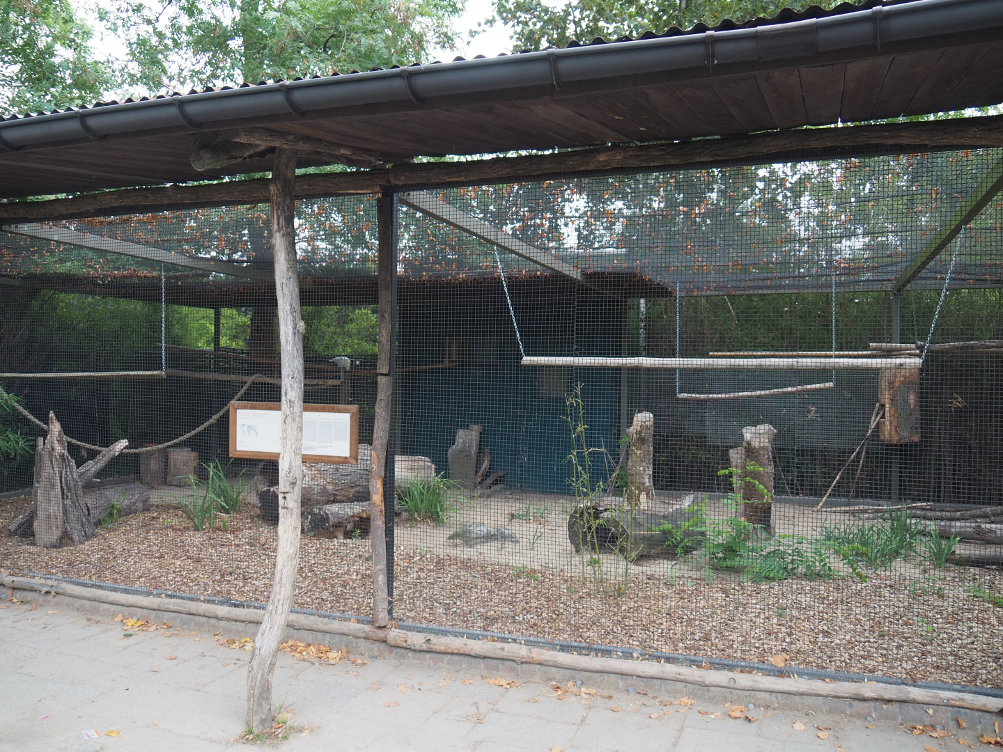 Eleonora cockatoo and Moluccan cockatoo aviary, 2020-09-03