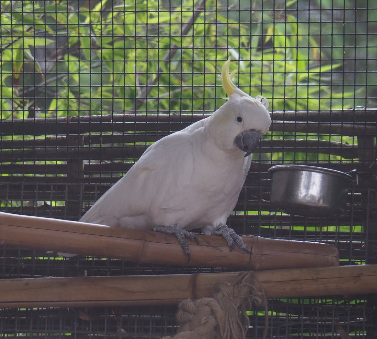 Eleonora cockatoo (Cacatua galerita eleonora), 2020-09-03