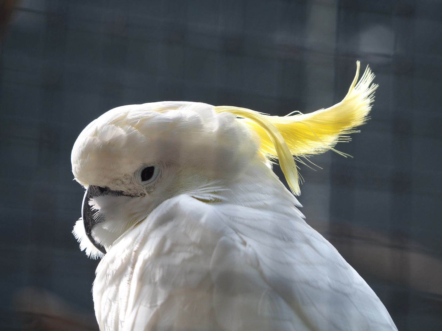 Eleonora cockatoo (Cacatua galerita eleonora), 2021-06-15