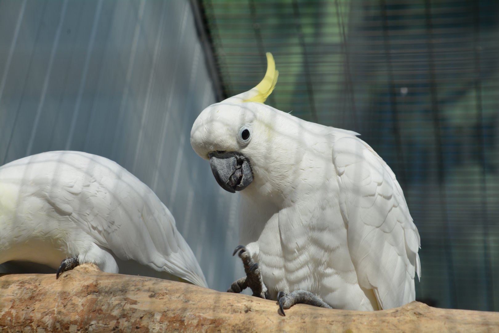 Eleonora cockatoo (Cacatua galerita eleonora)