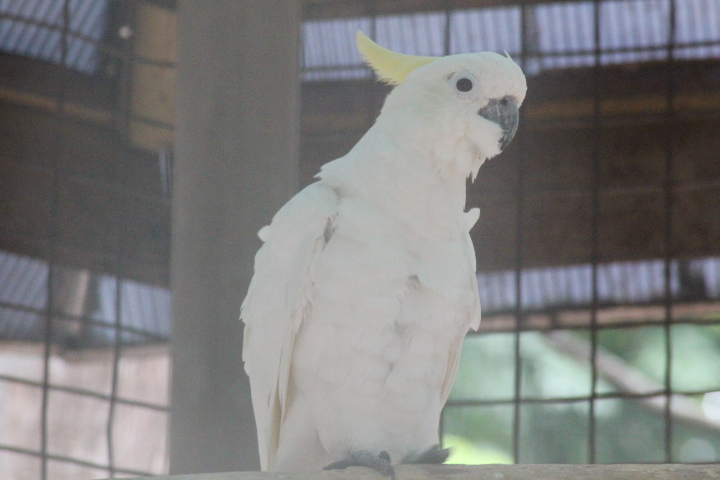 Eleonora cockatoo (Cacatua galerita eleonora)