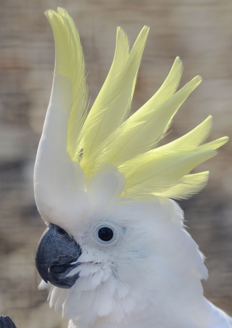 Eleonora cockatoo