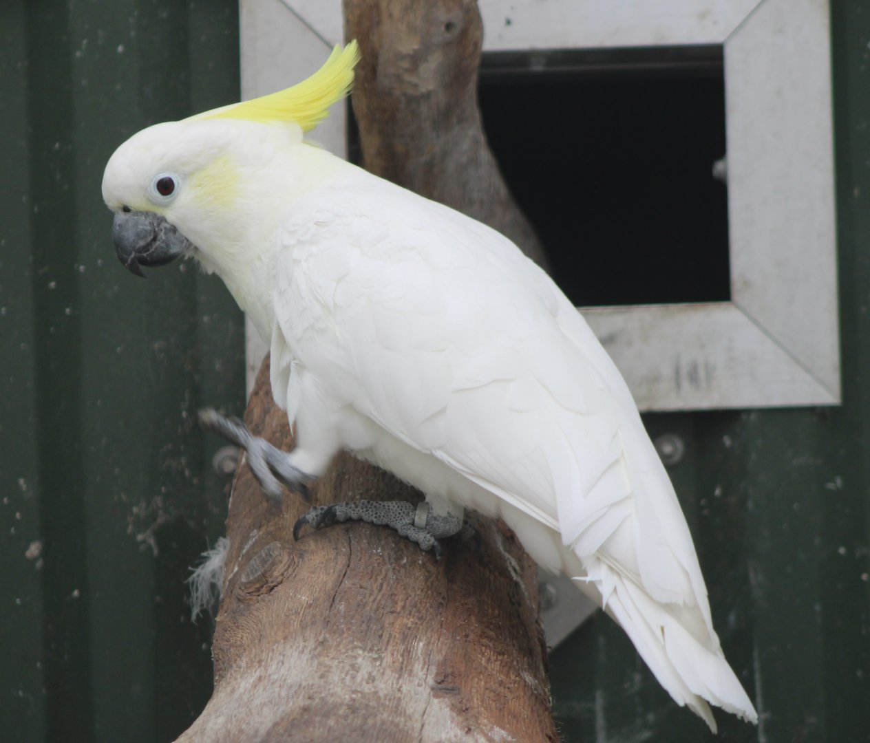 Eleonora cockatoo