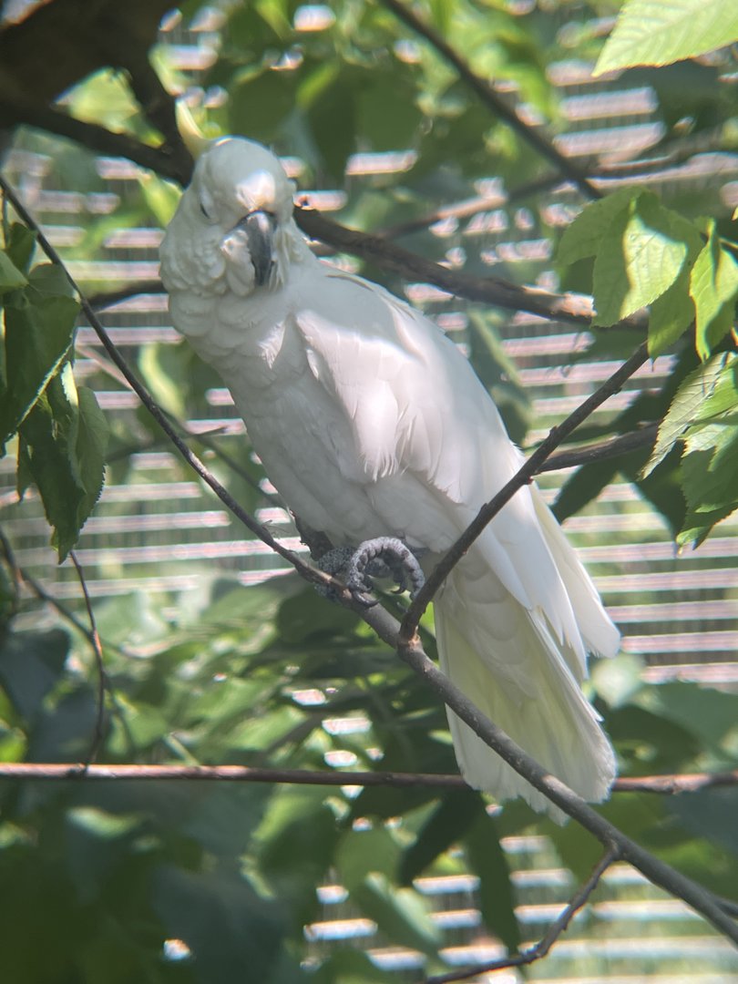 Eleonora Cockatoo