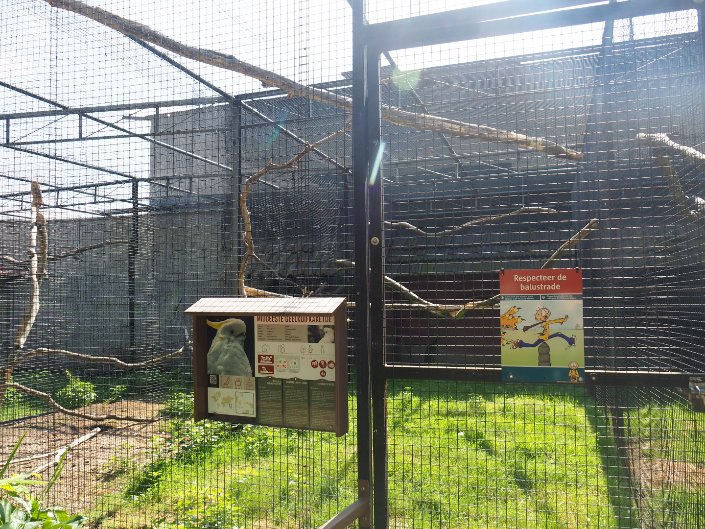 Eleonora sulphur-crested cockatoo, 2019-08-04