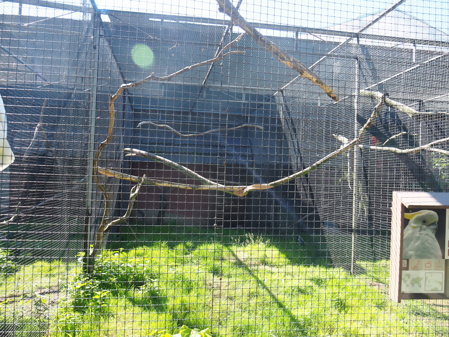 Eleonora sulphur-crested cockatoo aviary, 2020-06-20