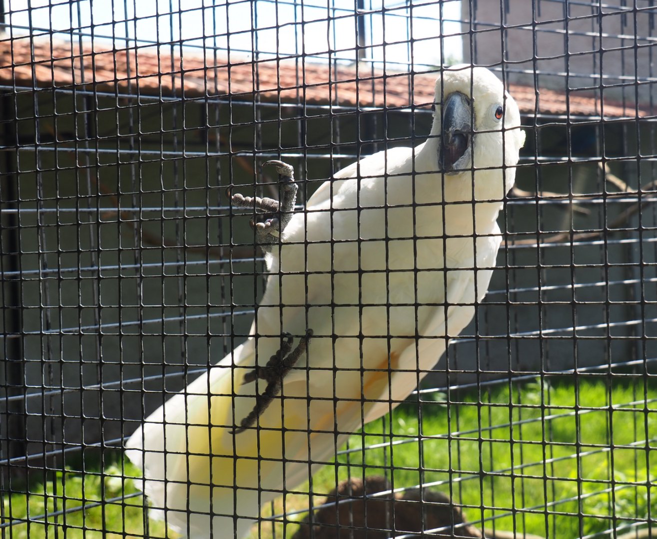 Eleonora sulphur-crested cockatoo (Cacatua galerita eleonora), 2019-08-04