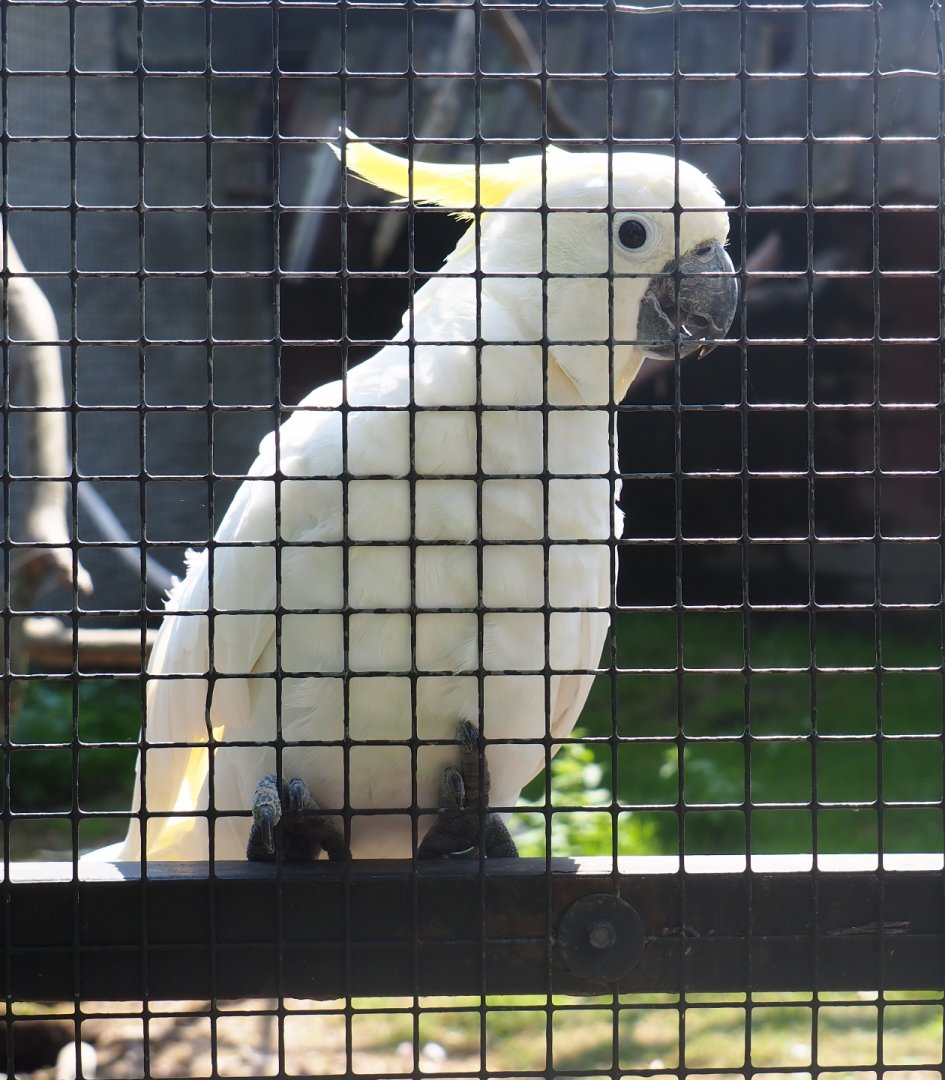 Eleonora sulphur-crested cockatoo (Cacatua galerita eleonora), 2019-08-04