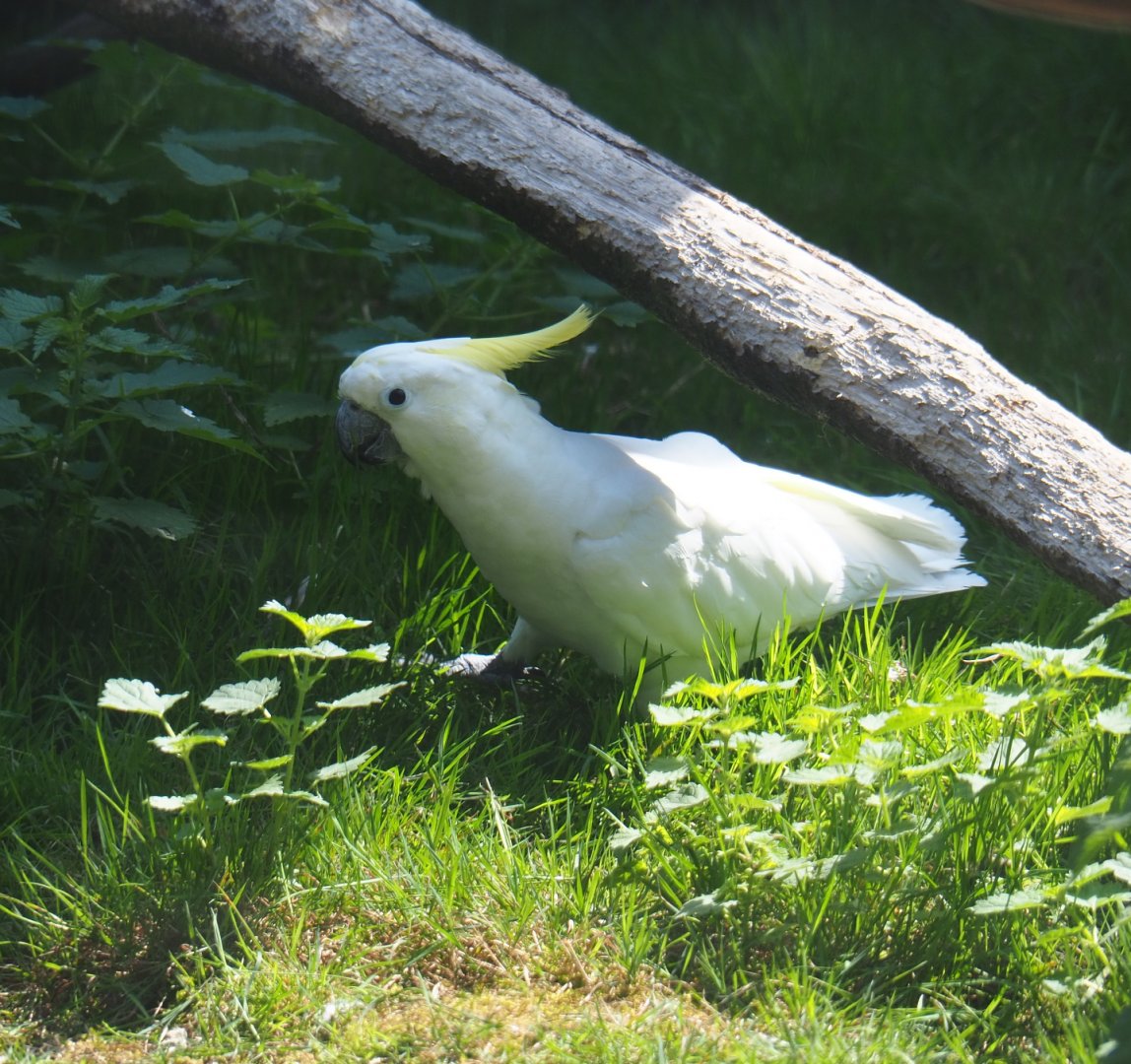 Eleonora sulphur-crested cockatoo (Cacatua galerita eleonora), 2019-08-04
