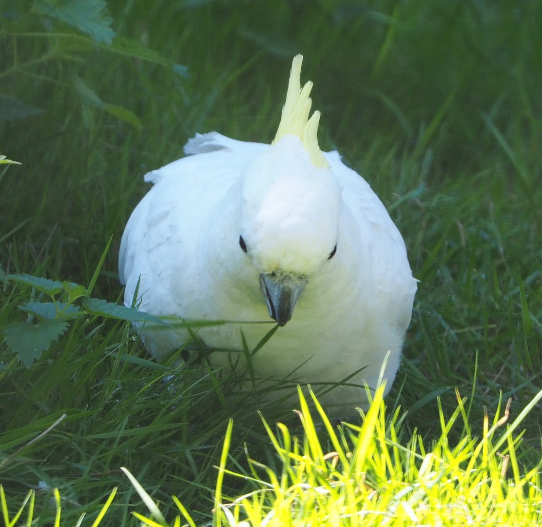 Eleonora sulphur-crested cockatoo (Cacatua galerita eleonora), 2020-06-20