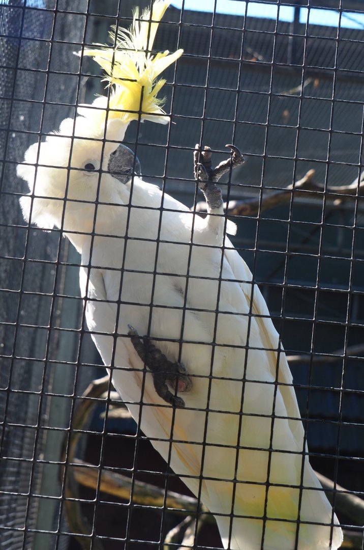Eleonora sulphur-crested cockatoo (Cacatua galerita eleonora), 2020-06-20