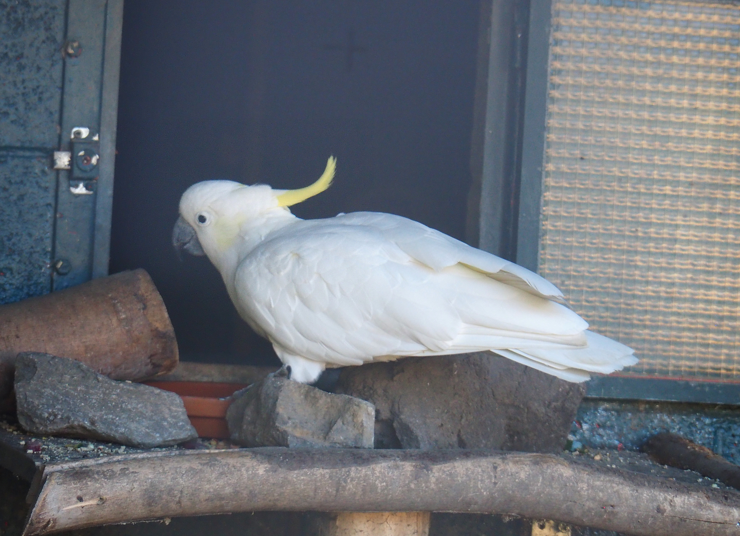 Eleonora sulphur-crested cockatoo (Cacatua galerita eleonora), 2022-06-28