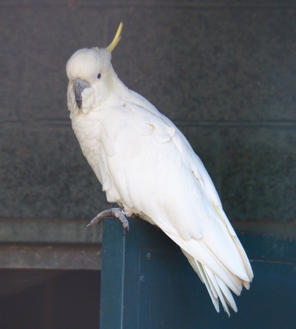 Eleonora sulphur-crested cockatoo (Cacatua galerita eleonora), 2022-06-28