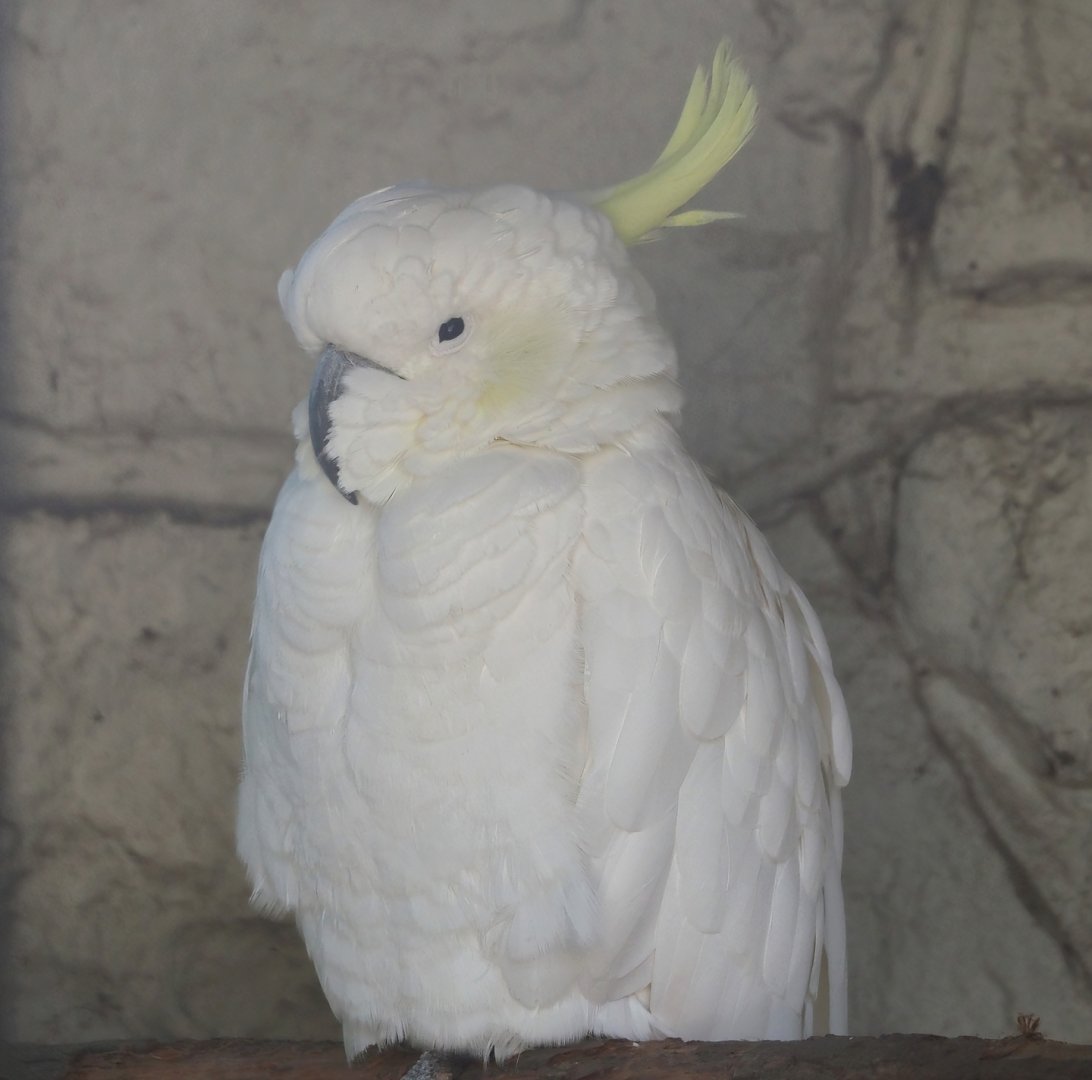 Eleonora sulphur-crested cockatoo (Cacatua galerita eleonora), 2024-09-17