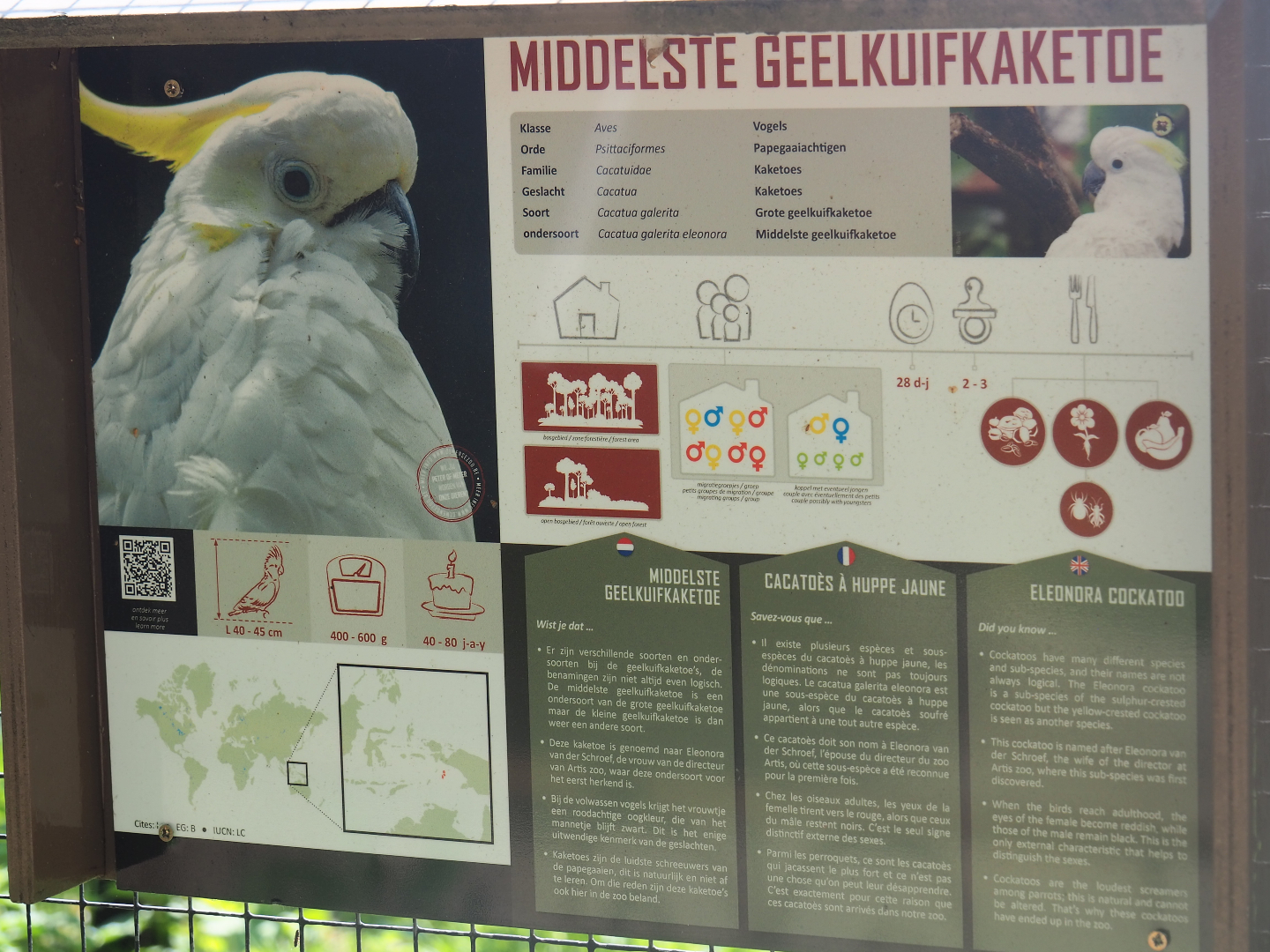 Eleonora sulphur-crested cockatoo signage, 2019-08-04