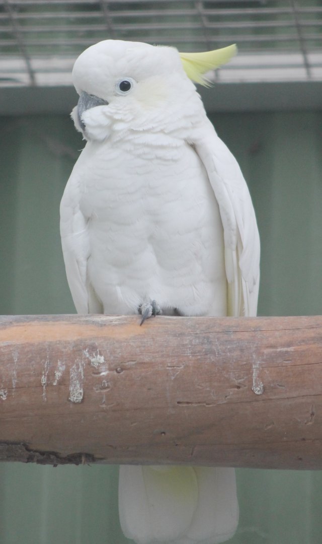Eleonora sulphur-crested cockatoo