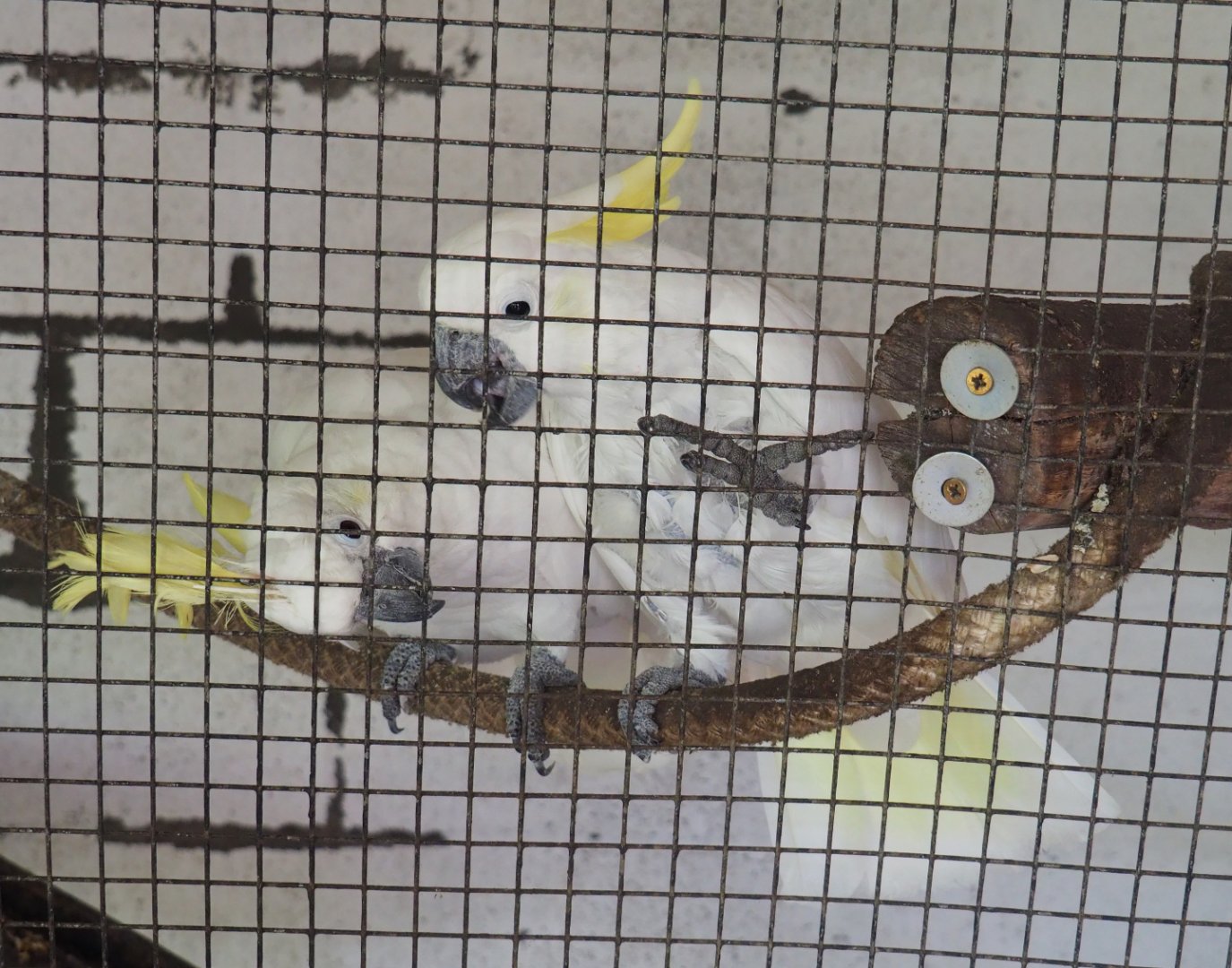 Eleonora sulphur-crested cockatoos (Cacatua galerita eleonora), 2019-08-04