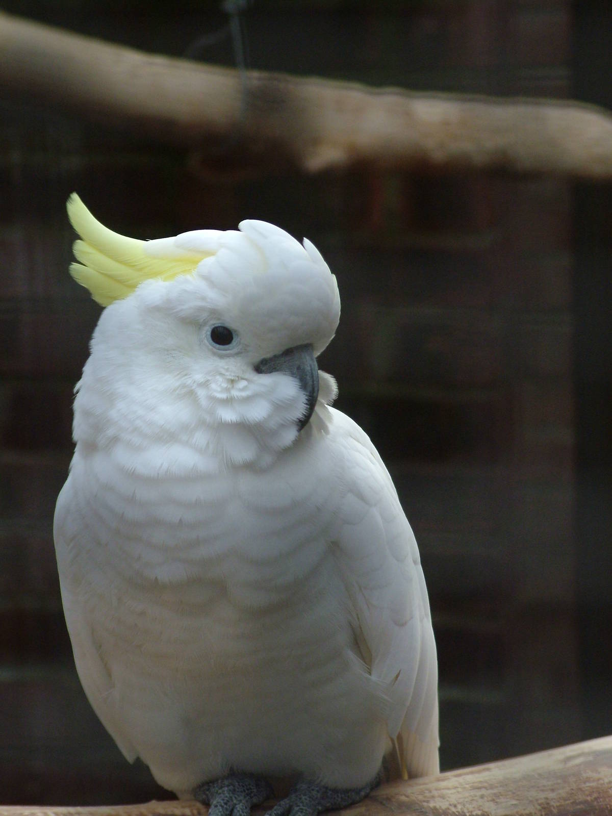 Eleonora's Cockatoo at Wingham 28/11/09