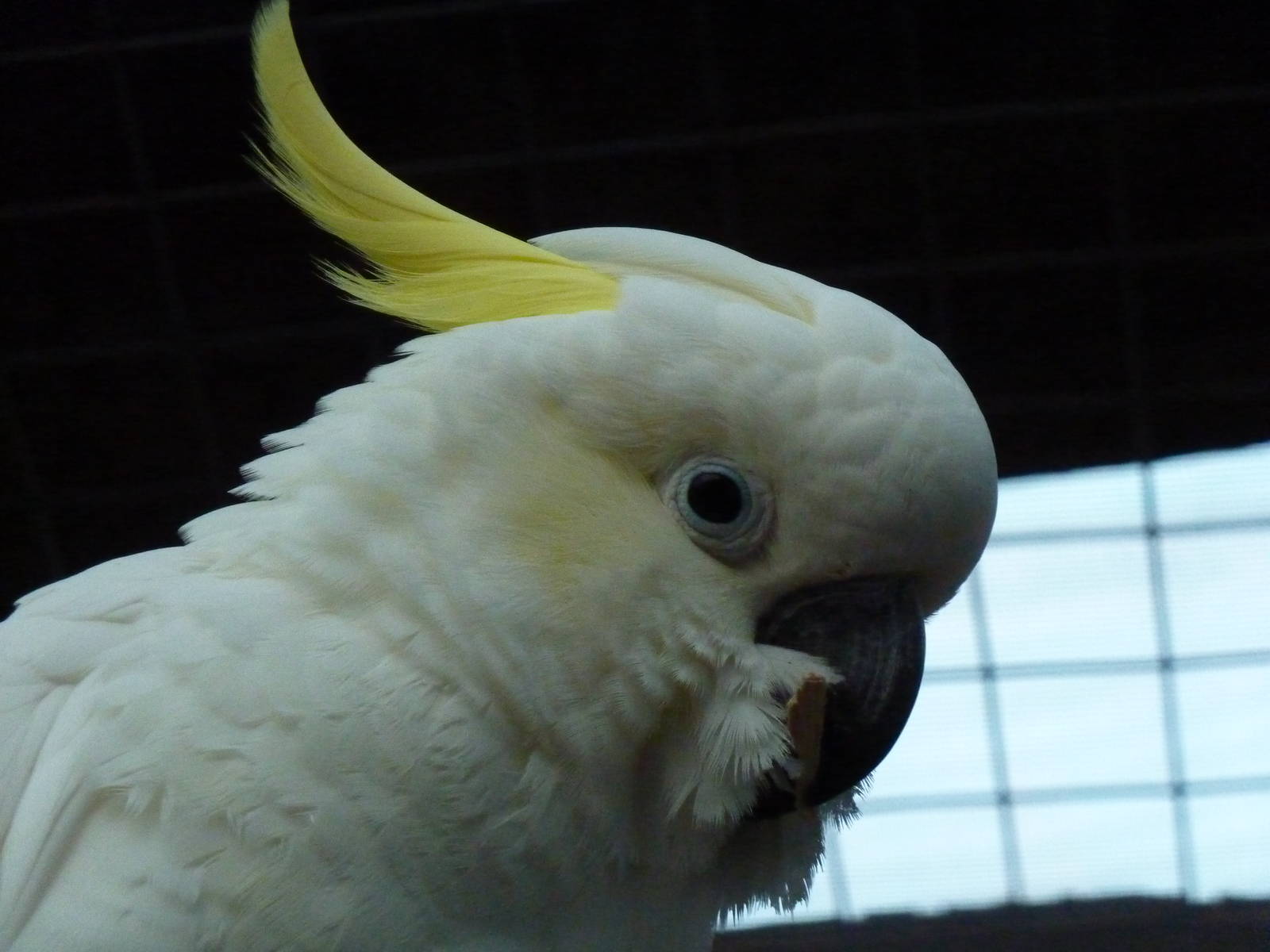 Eleonora's cockatoo