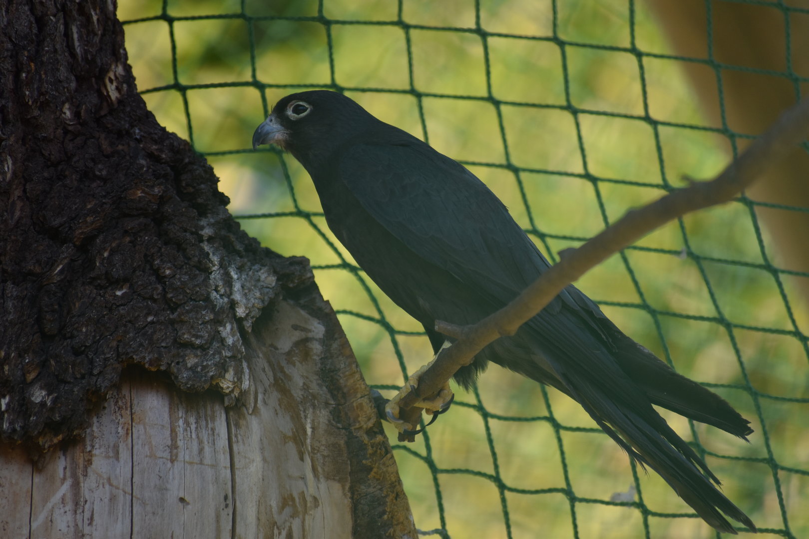 Eleonora's Falcon - Falco eleonorae