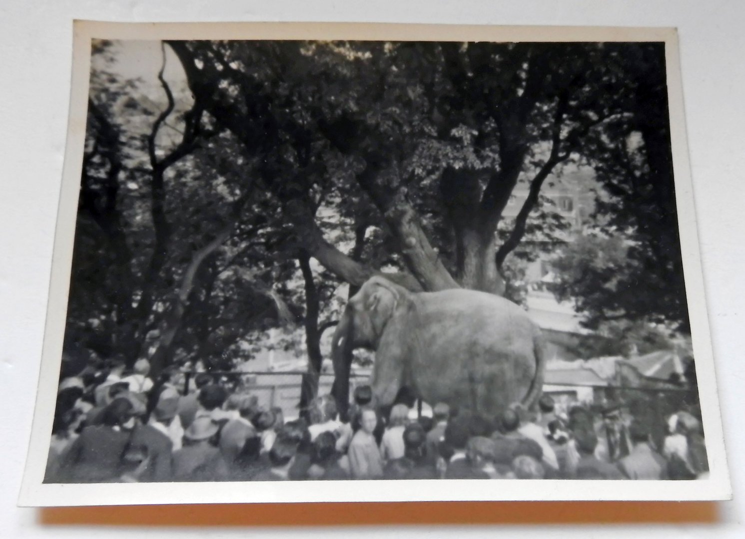 Elephant 1950