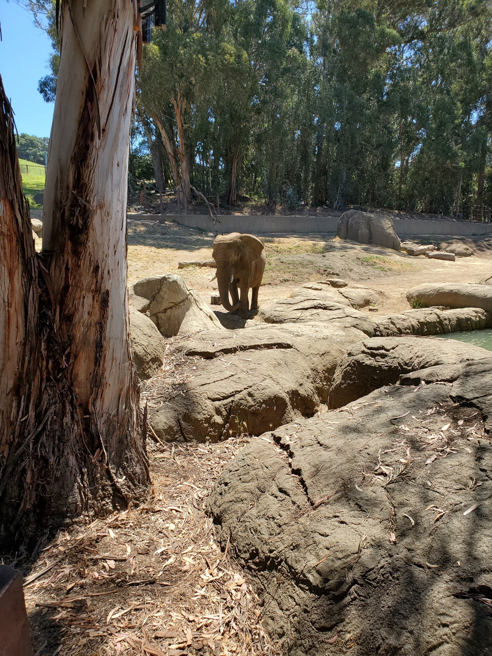 Elephant (2) - 10 Jun 2022