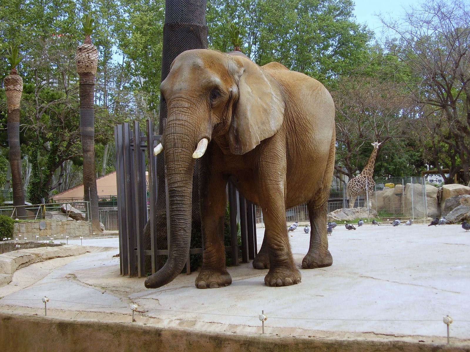 Elephant - 2008