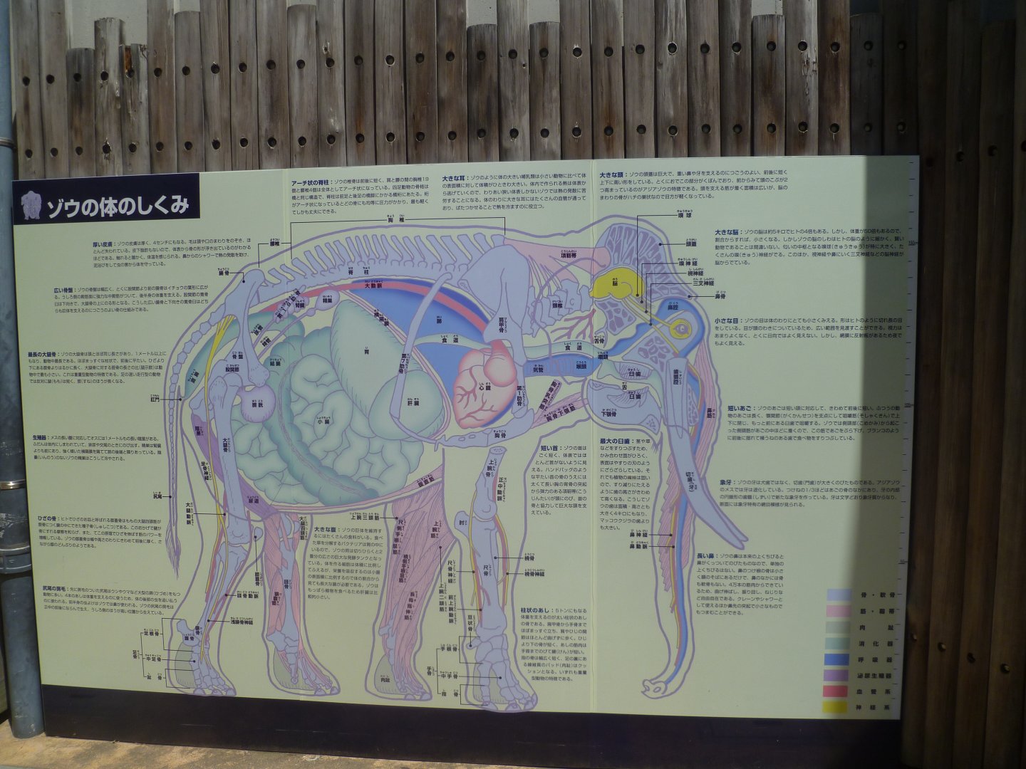 Elephant anatomy July 2016