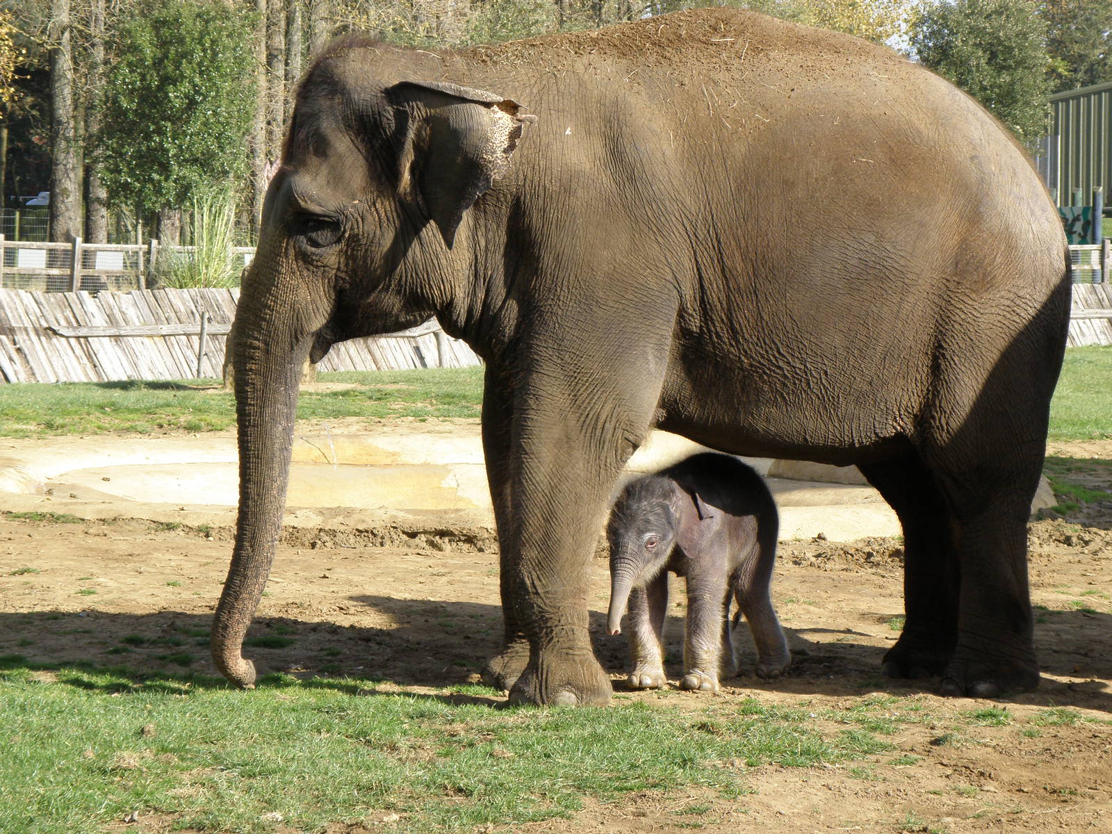 Elephant and 1 day old calf