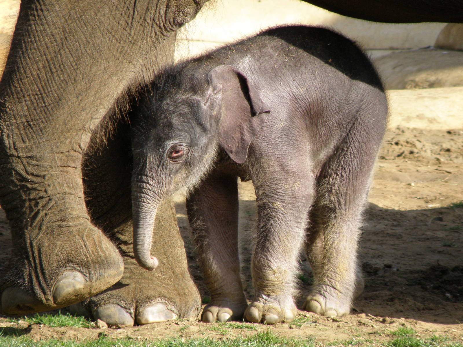 Elephant and 1 day old calf