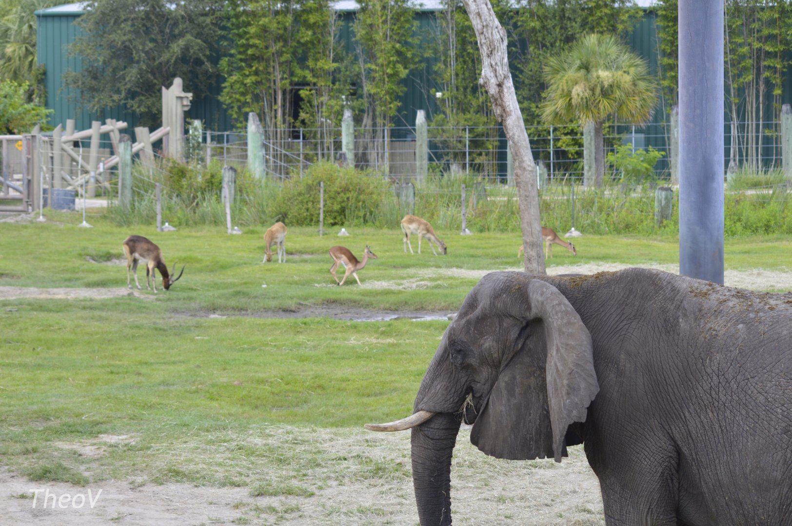 Elephant and antelopes [2017]