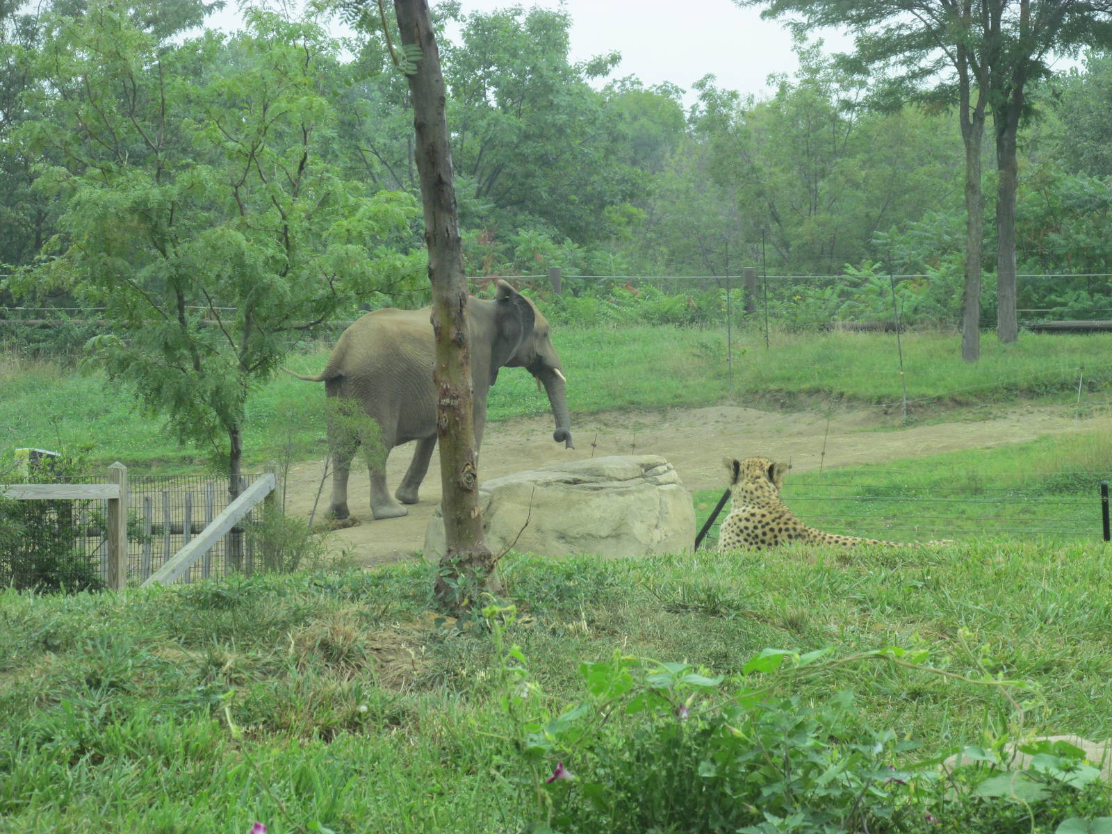 Elephant and Cheetah