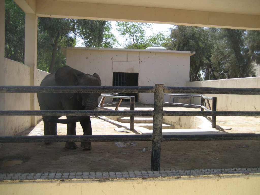 Elephant and enclosure
