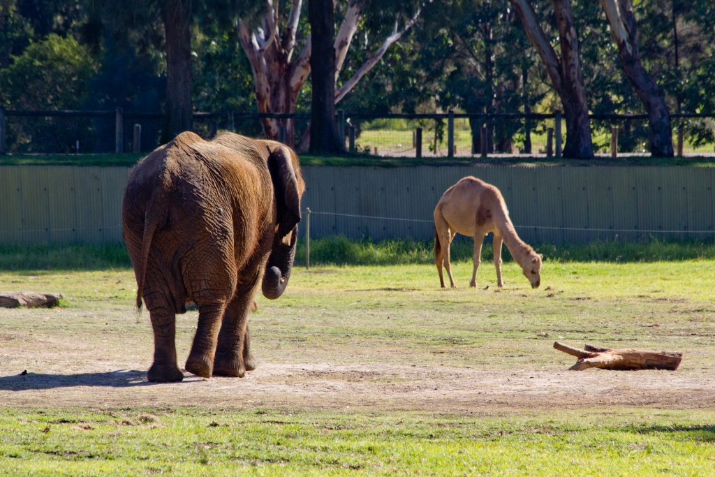 Elephant and friend