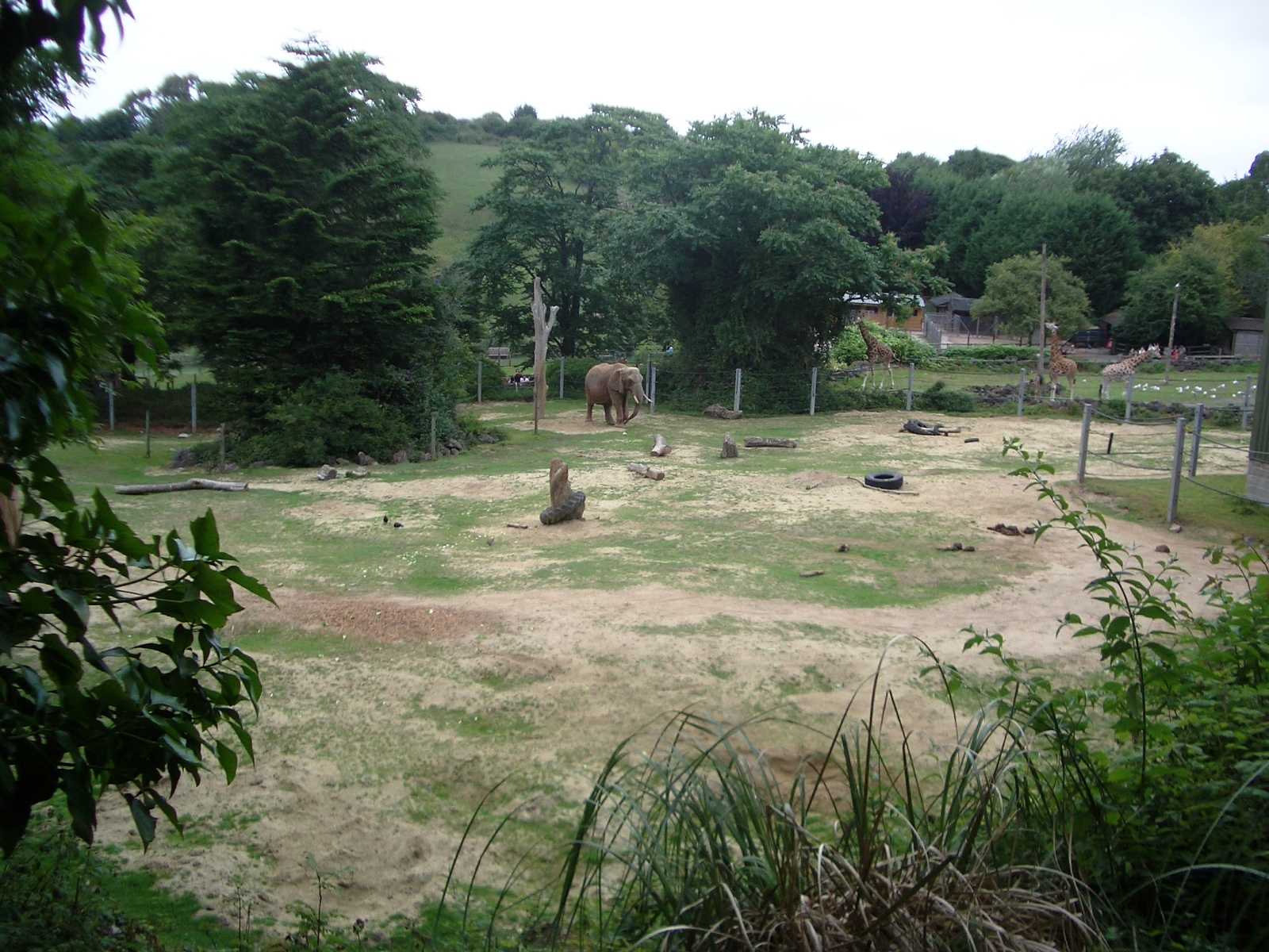 Elephant and Giraffe Enclosures - 27.07.2010