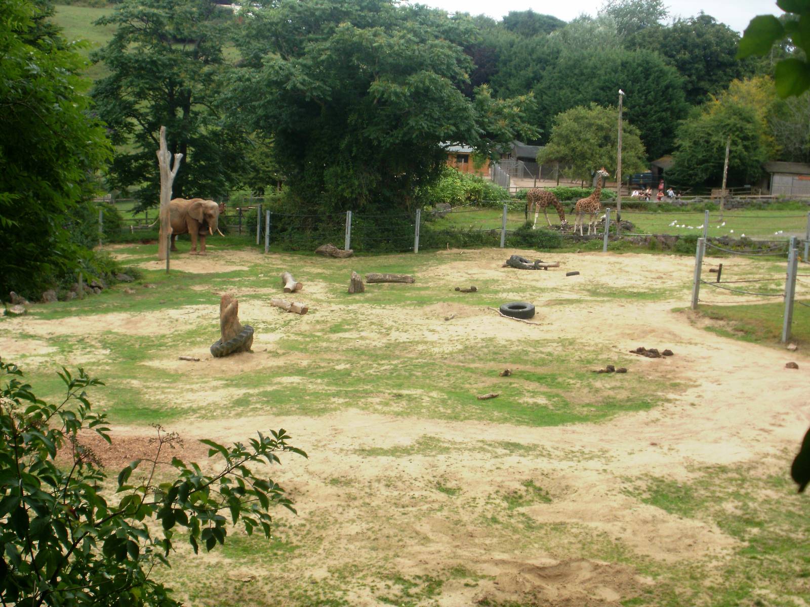 Elephant and Giraffe Enclosures - 27.07.2010