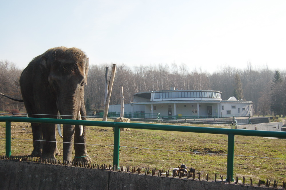 Elephant and house at Katowice Zoo