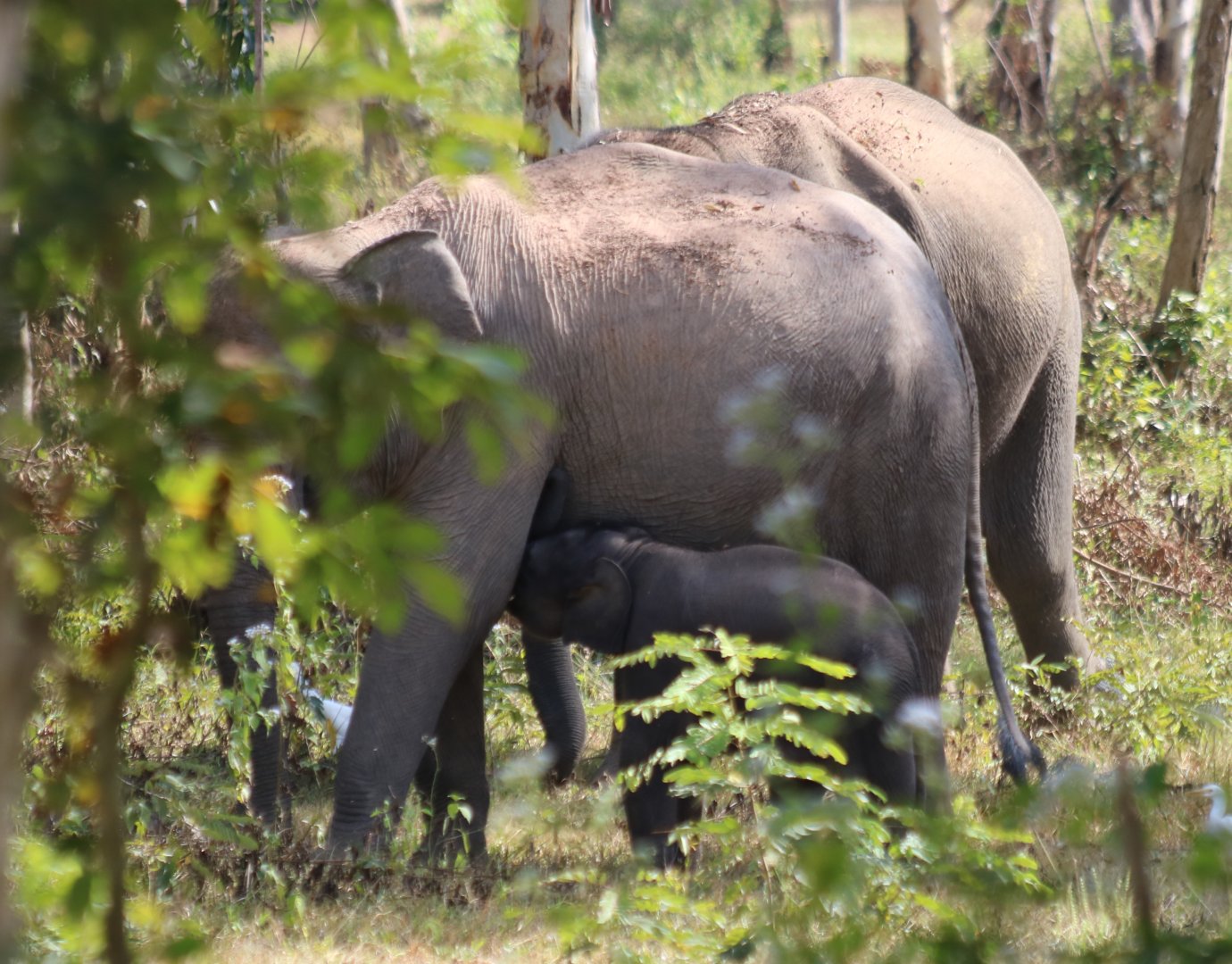 Elephant and Nursing Baby - Kui Buri National Park