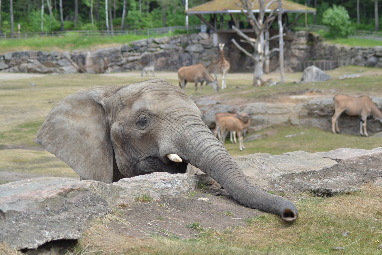 Elephant and other animals on the savannah