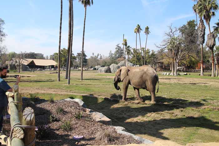 Elephant and savanna