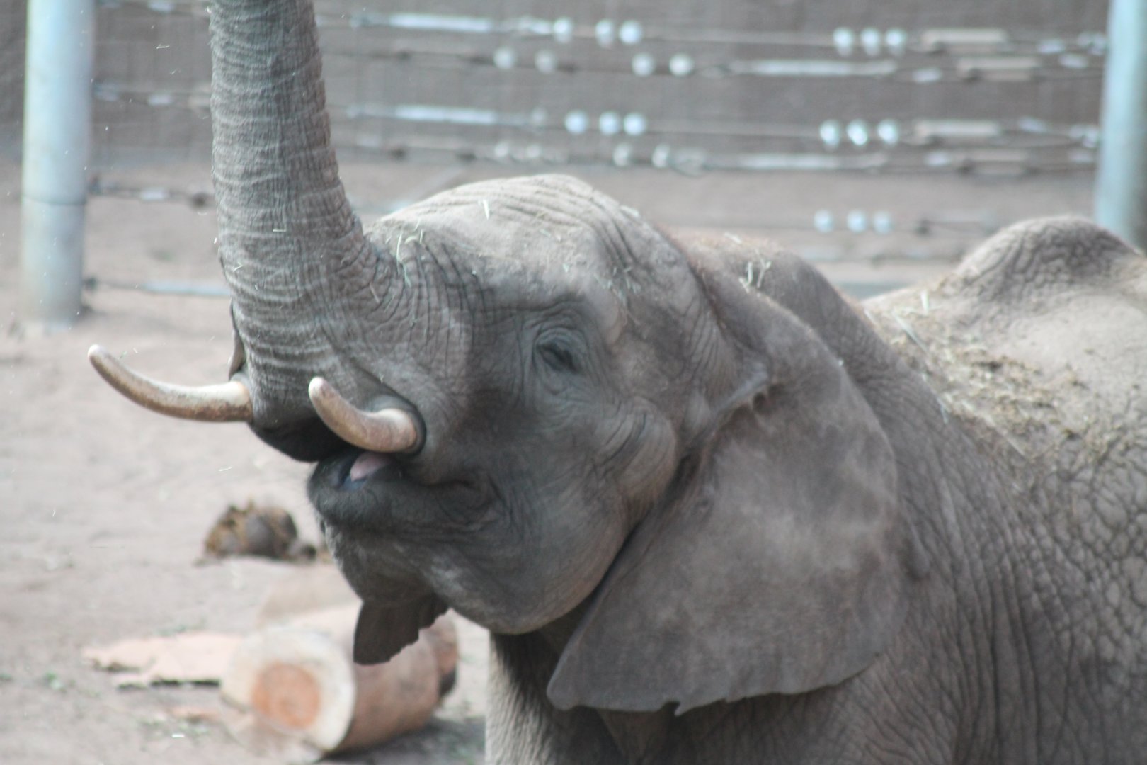 Elephant At Borås Djurpark