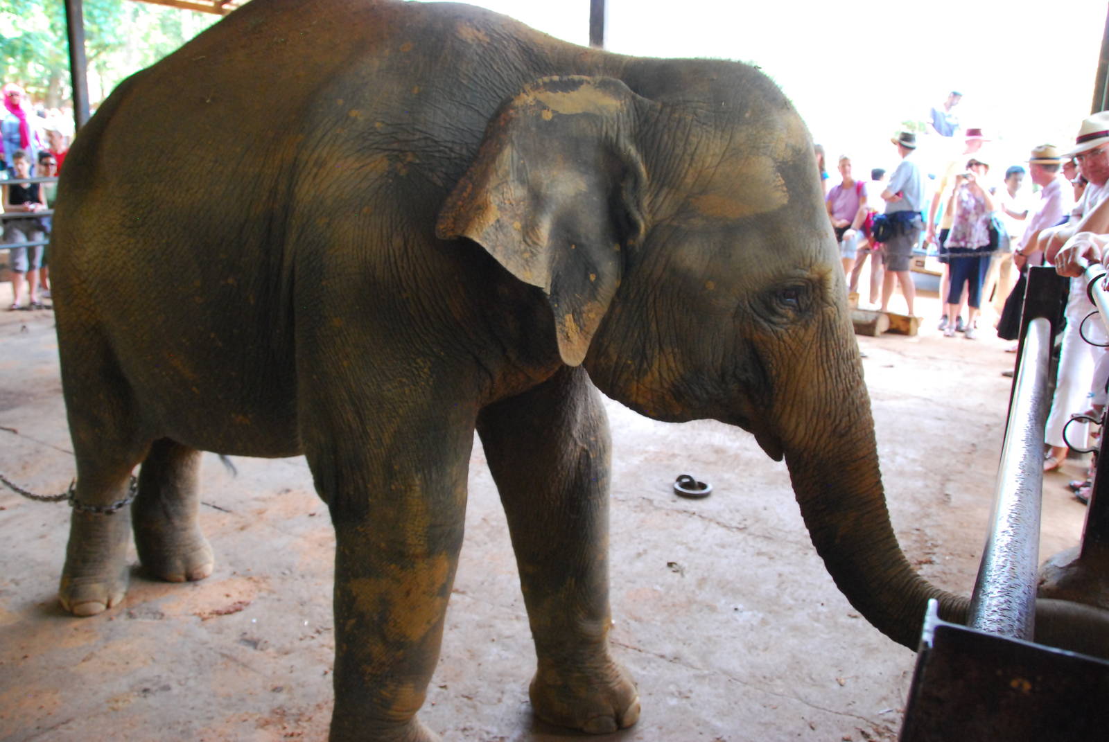 Elephant at Bottle-Feeding Station