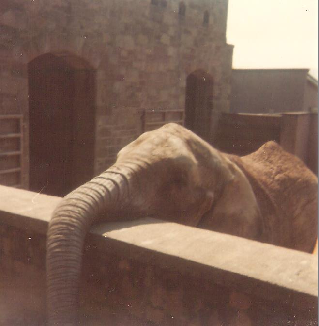 Elephant at Edinburgh Zoo