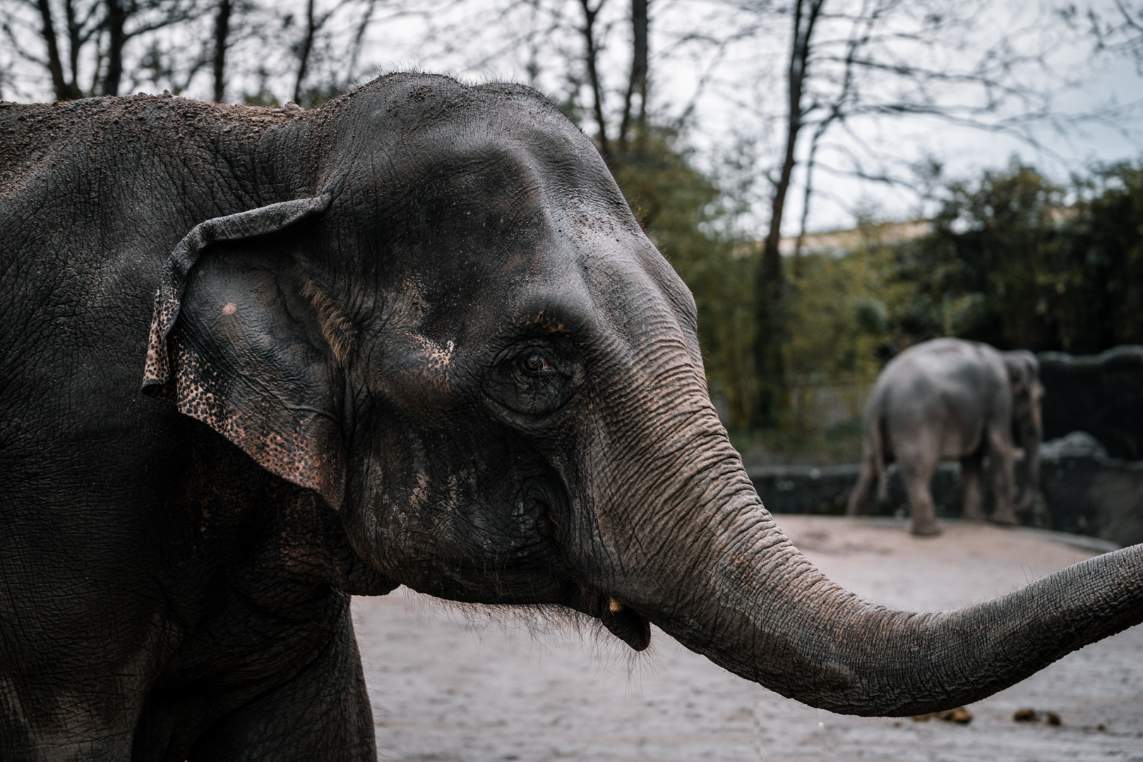 Elephant at Hagenbeck