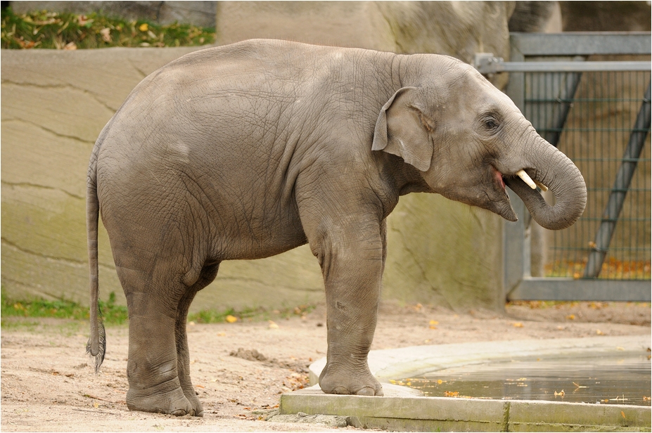 Elephant at Hamburg