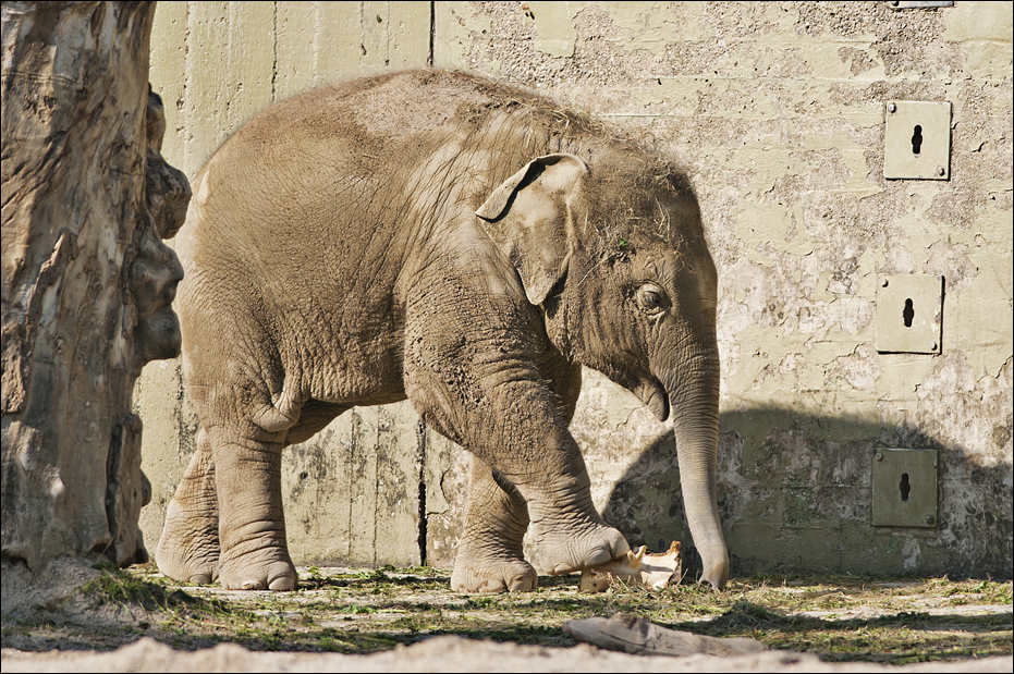 Elephant at Hellabrunn, München