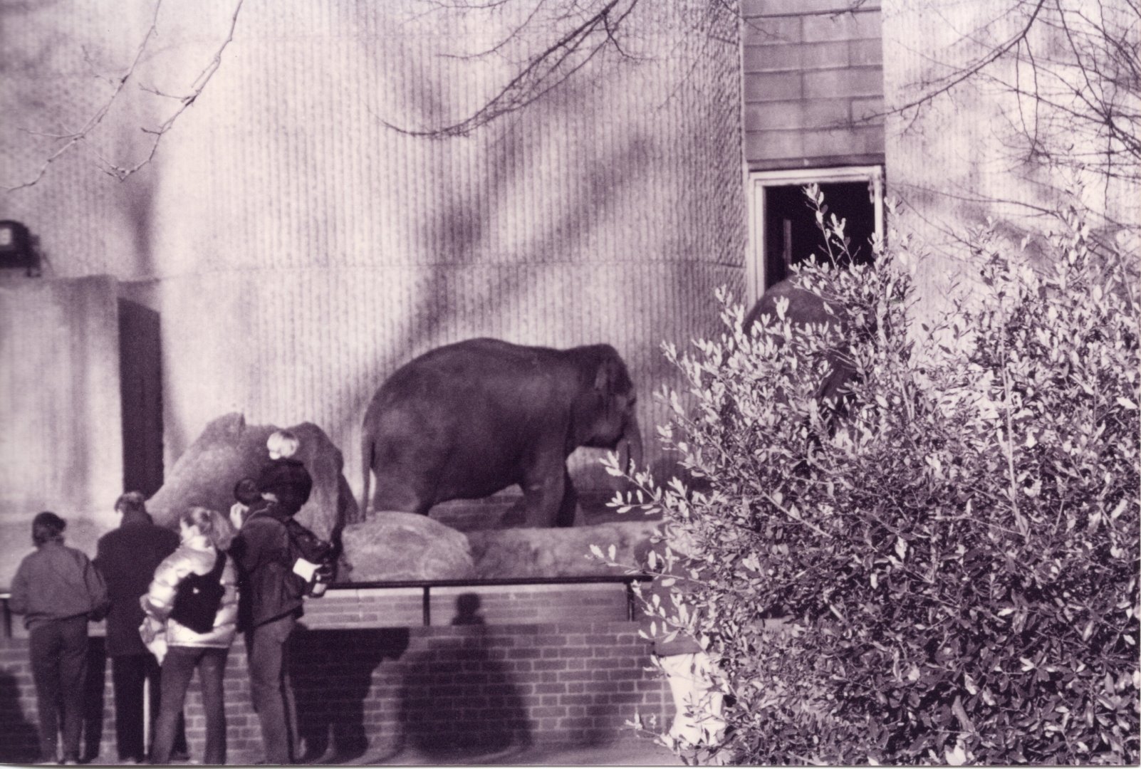 Elephant at London Zoo in Feb 2000