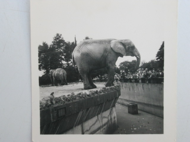 Elephant at London Zoo ?