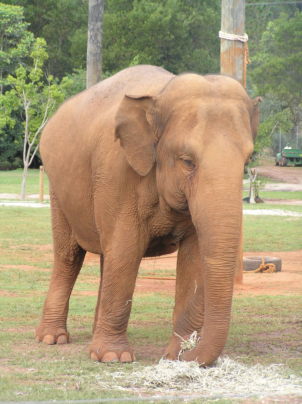Elephant - Austrailia zoo 05