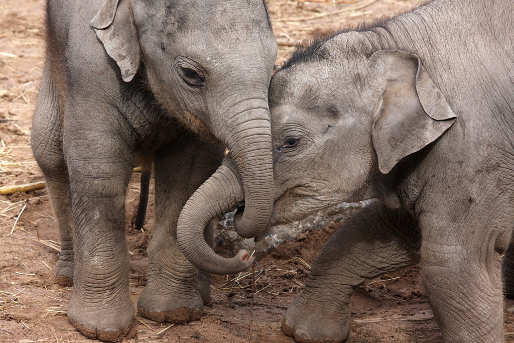 Elephant babies at Chester 17032013